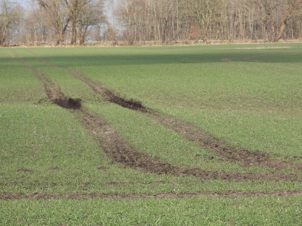 Díky dlouhým pásovým podvozkům Terra Trac na zadní nápravě unese traktor Claas Axion Terra Trac i velké náklady a současně je šetrný k půdě.