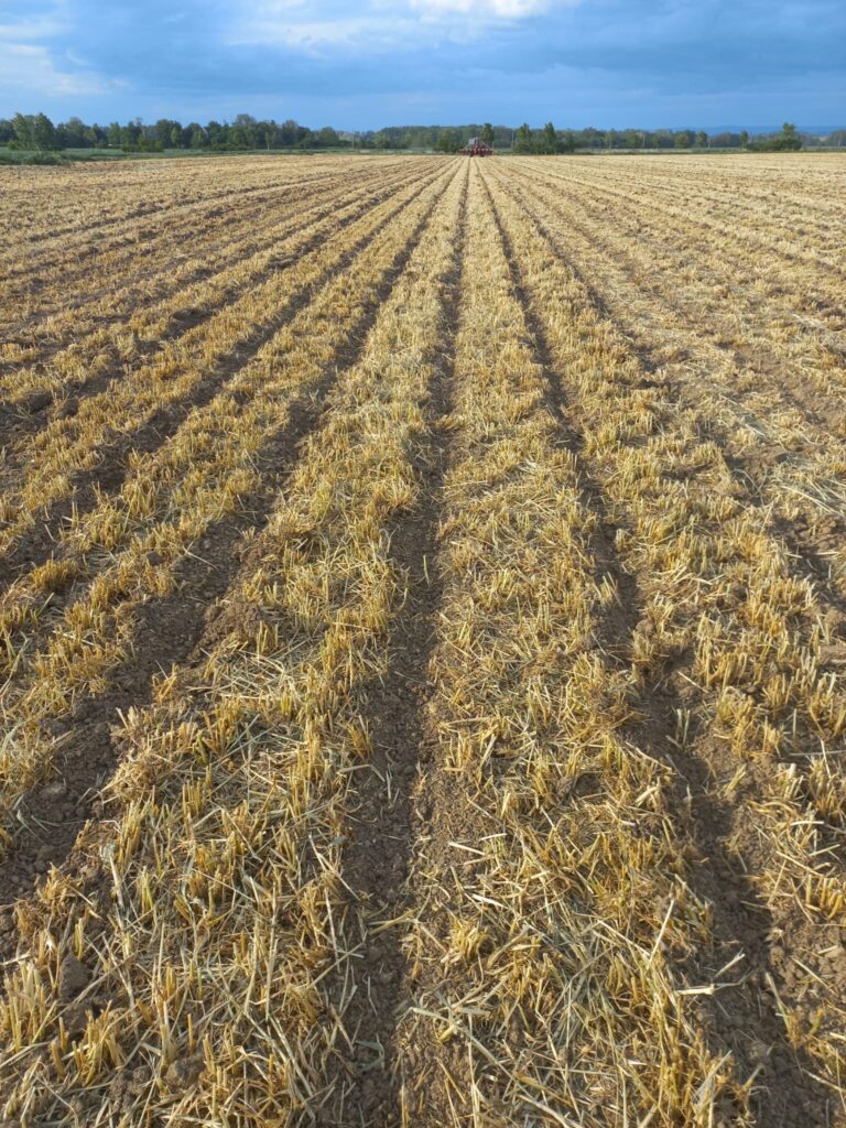 Ideální je zpracování půdy metodou strip-till, spojenou se setím v jednom přejezdu. Strip-till technologie jednoznačně vítězí i z hlediska nákladovosti   