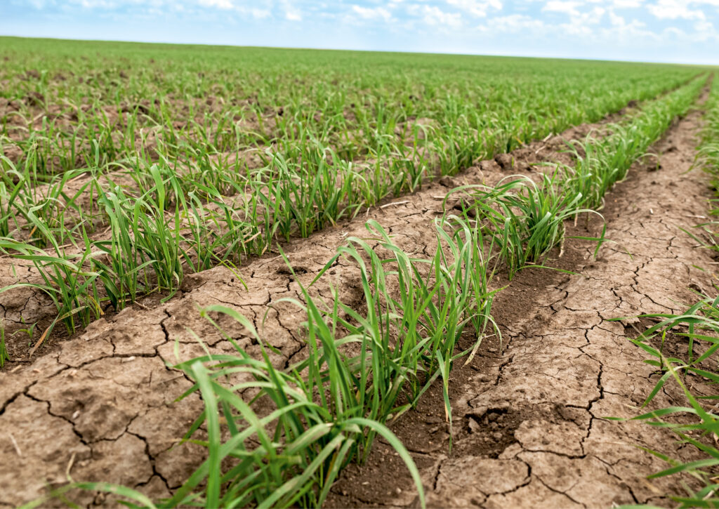 Velmi dobrá vzcházivost porostu v širokých řádcích.